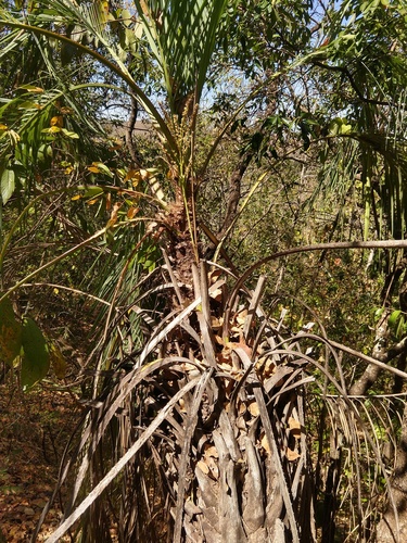 Butia paraguayensis, photograph 5
