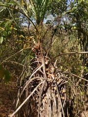 Butia paraguayensis, photograph (c) Thomaz Ricardo Favreto Sinani, some rights reserved (CC BY)