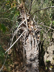 Butia paraguayensis, photograph (c) Thomaz Ricardo Favreto Sinani, some rights reserved (CC BY)