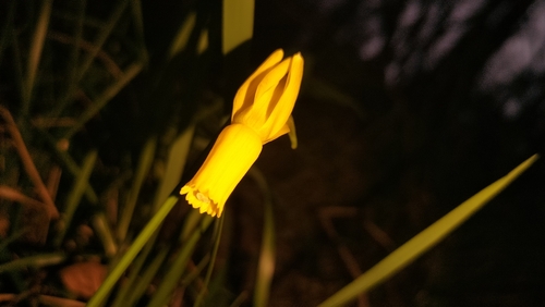 Foto de Narciso