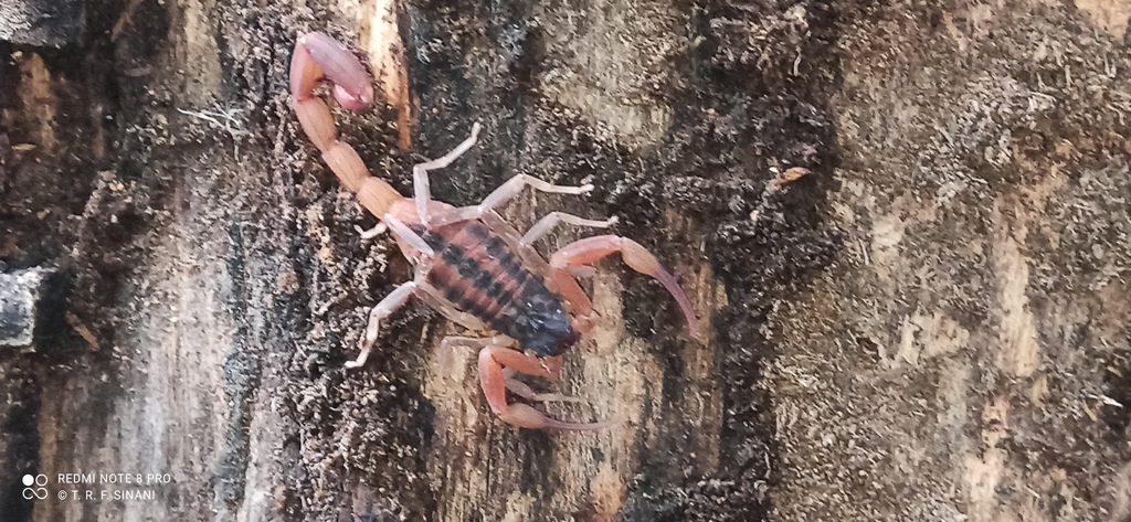 Tityus trivittatus