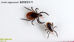 Ixodes nipponensis