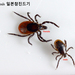 Ixodes nipponensis - Photo (c) Kim, Hyun-tae, some rights reserved (CC BY), uploaded by Kim, Hyun-tae