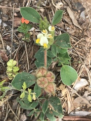 Tripodion tetraphyllum
