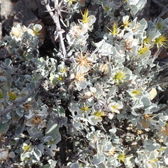 Berkheya cuneata