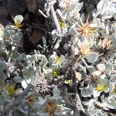 Berkheya cuneata