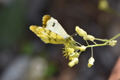 Anthocharis euphenoides