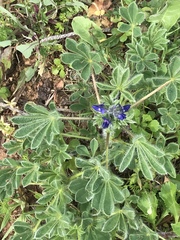 Lupinus micranthus