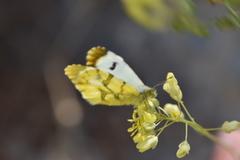 Anthocharis euphenoides