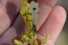 Anthocharis euphenoides