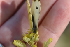 Anthocharis euphenoides