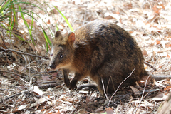 Quokka photo 3