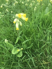 Primula veris