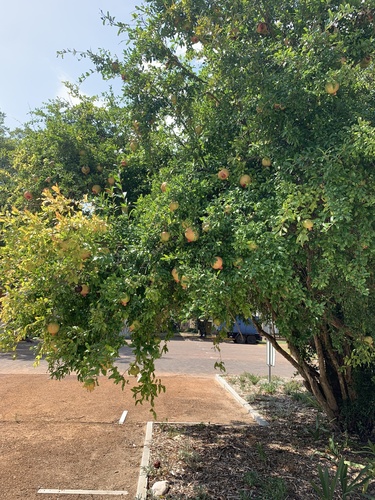 Pomegranate growing outdoors