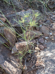 Linanthus bigelovii