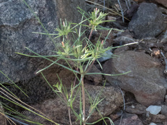 Linanthus bigelovii