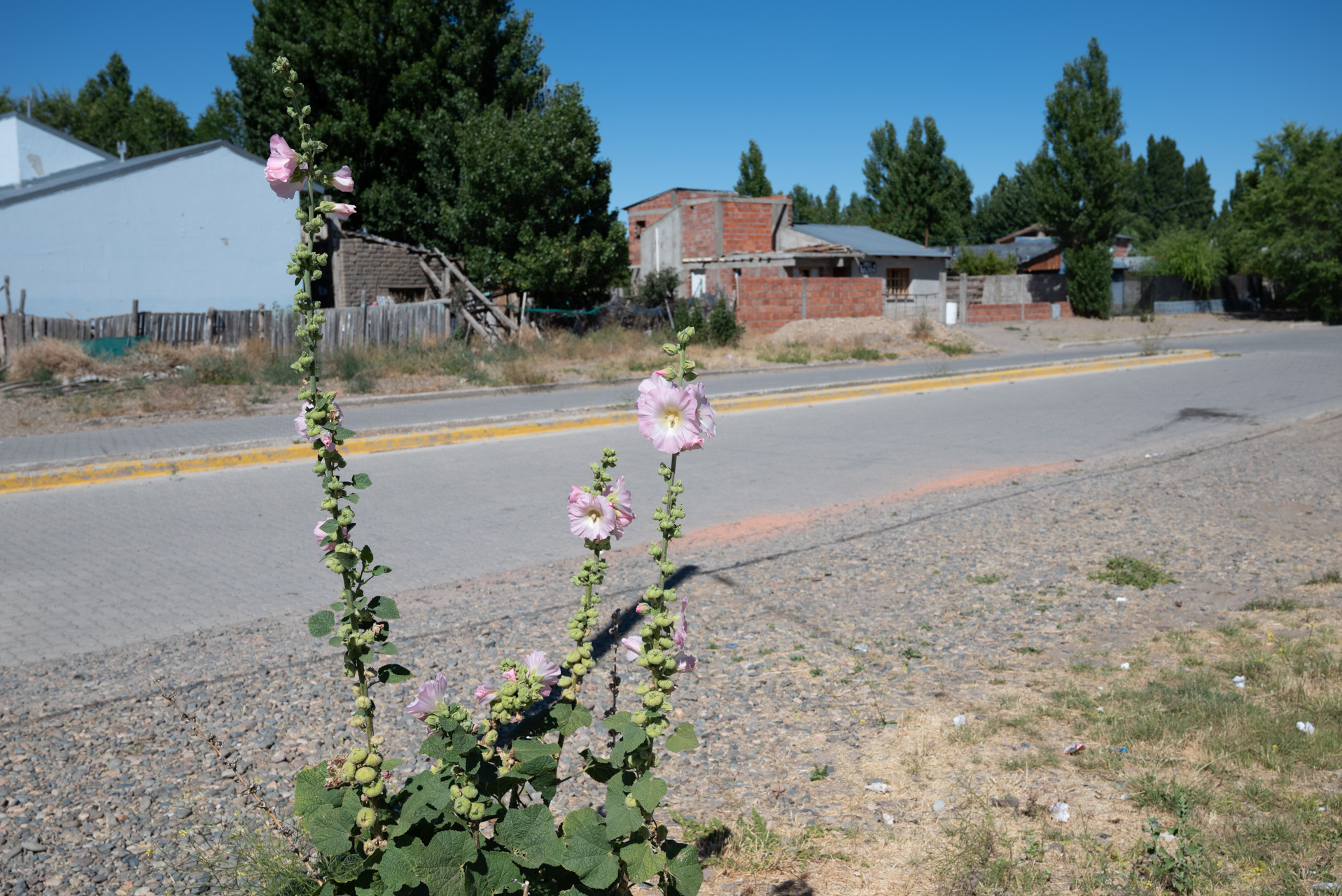 Imagem de Malva-rosa