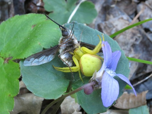 Goldenrod Crab Spider photo 5