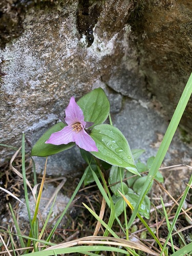Trillium hibbersonii (Trillium hibbersonii)