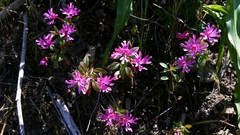 Clarkia concinna raichei