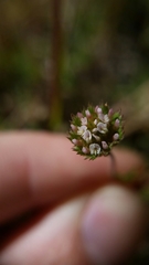 Trifolium microdon