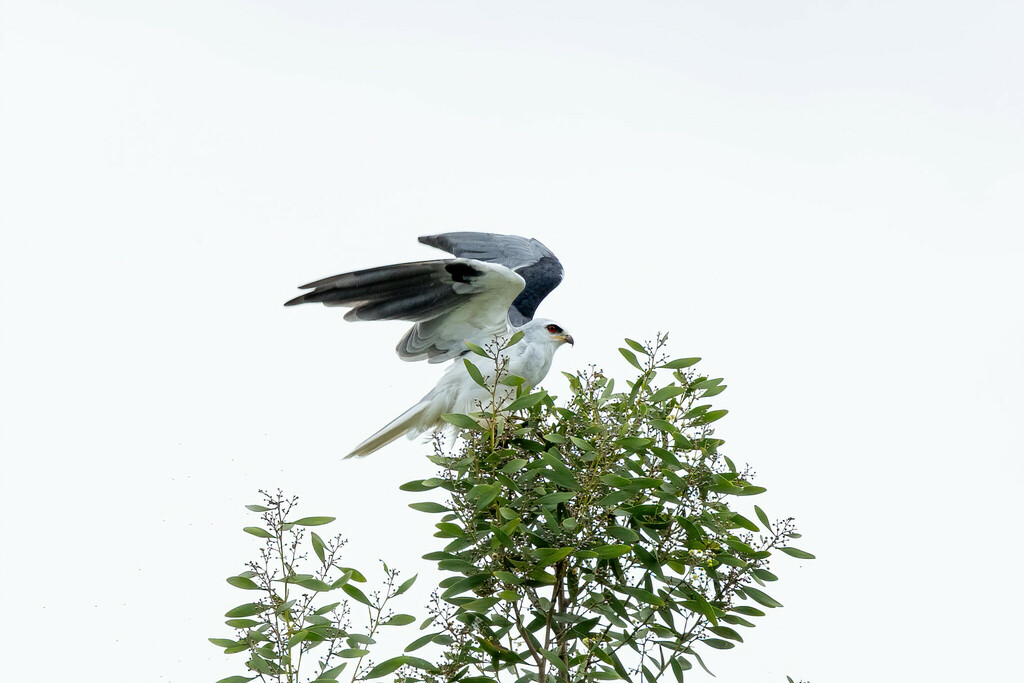 South American White-tailed Kite