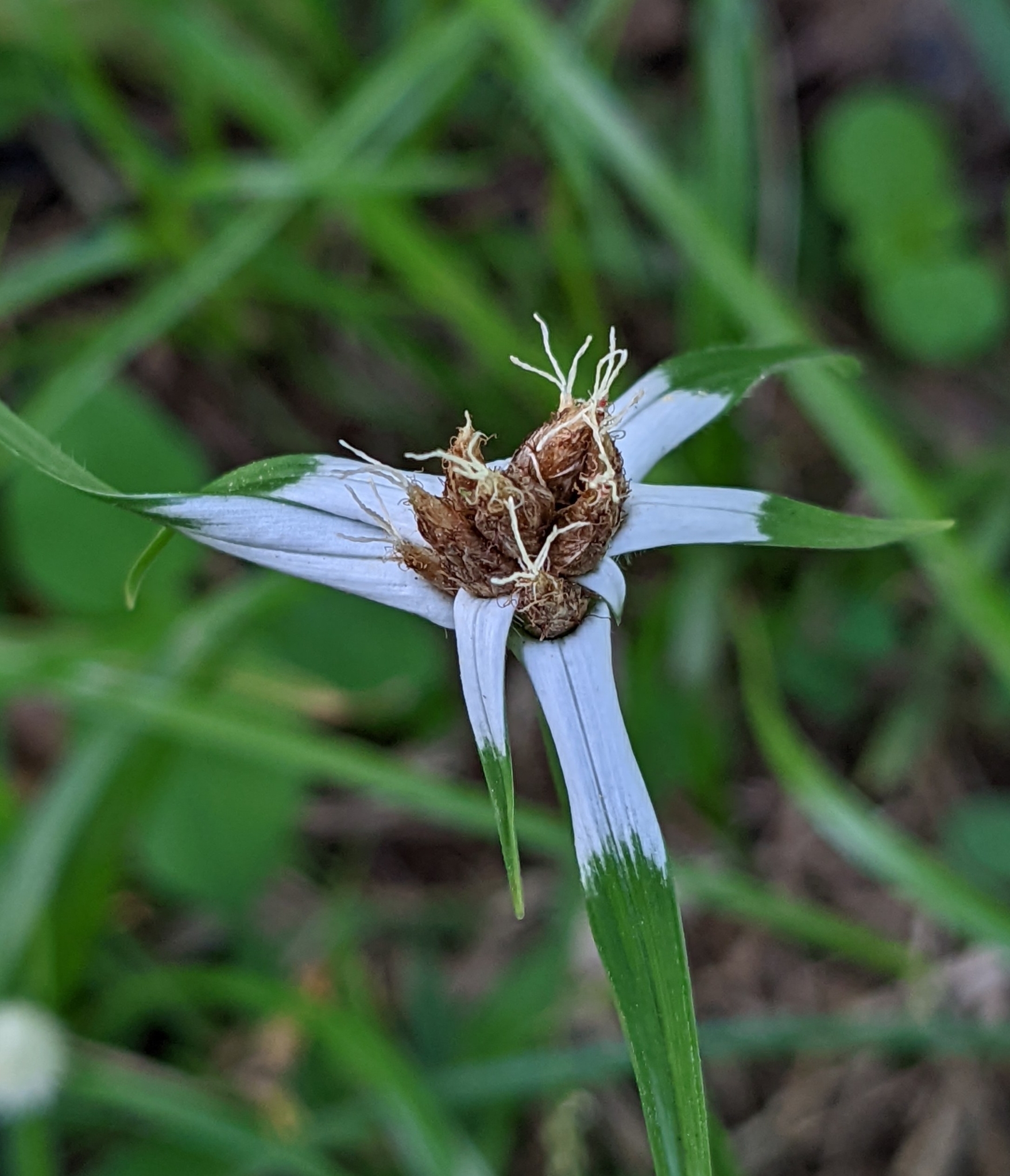 Rhynchospora pura
