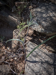 Calochortus kennedyi kennedyi