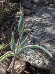 Calochortus kennedyi kennedyi
