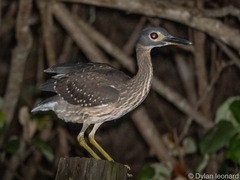 White-Backed Night Heron photo 4