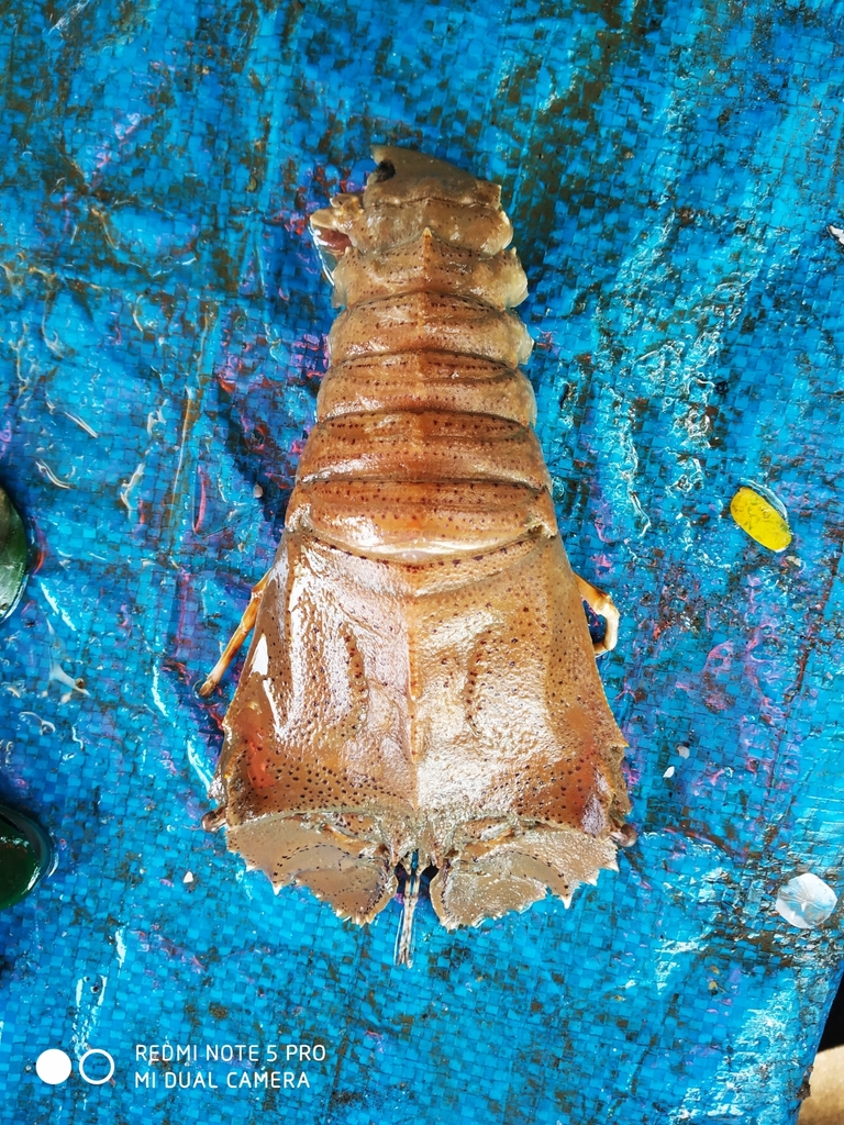 Mud Bug