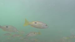 Lutjanus russellii