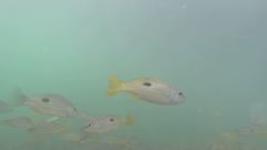 Lutjanus russellii