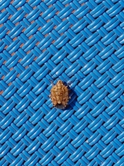 Holcogaster fibulata