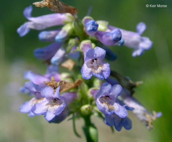Penstemon cinicola