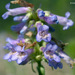 Penstemon cinicola - Photo (c) 2010 Keir Morse, algunos derechos reservados (CC BY-NC-SA)