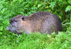 Myocastor coypus