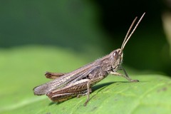 Chorthippus karelini