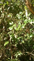 Phaedyma shepherdi