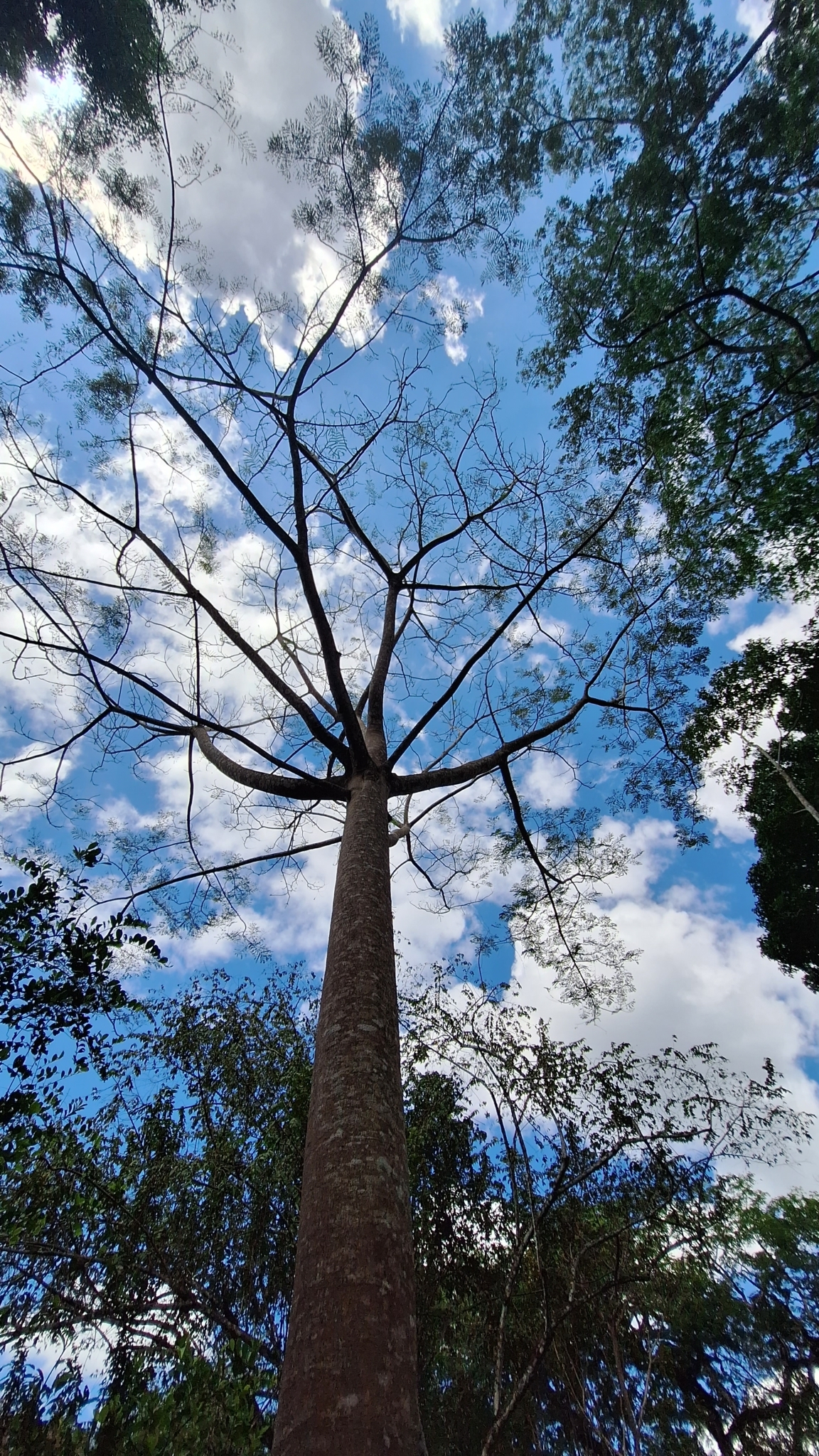 Imagem de Guapuruvu