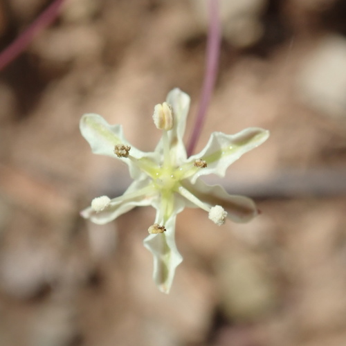 Image of Pearl Snowflake by no rights reserved