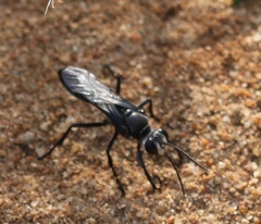 Sphex argentatus