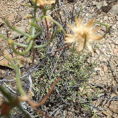 Pteronia flexicaulis