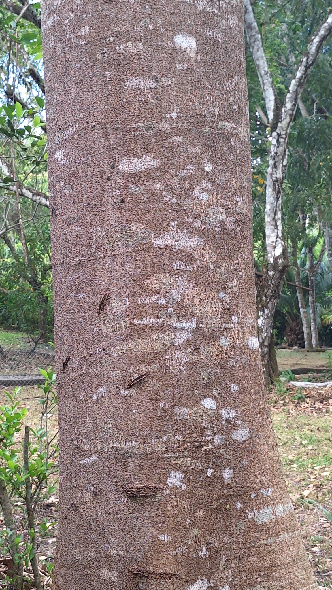 Imagem de Guapuruvu
