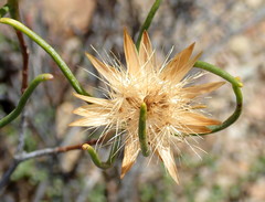 Pteronia flexicaulis