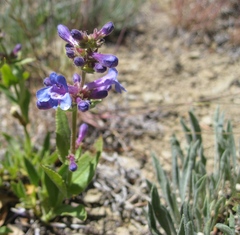 Penstemon pruinosus