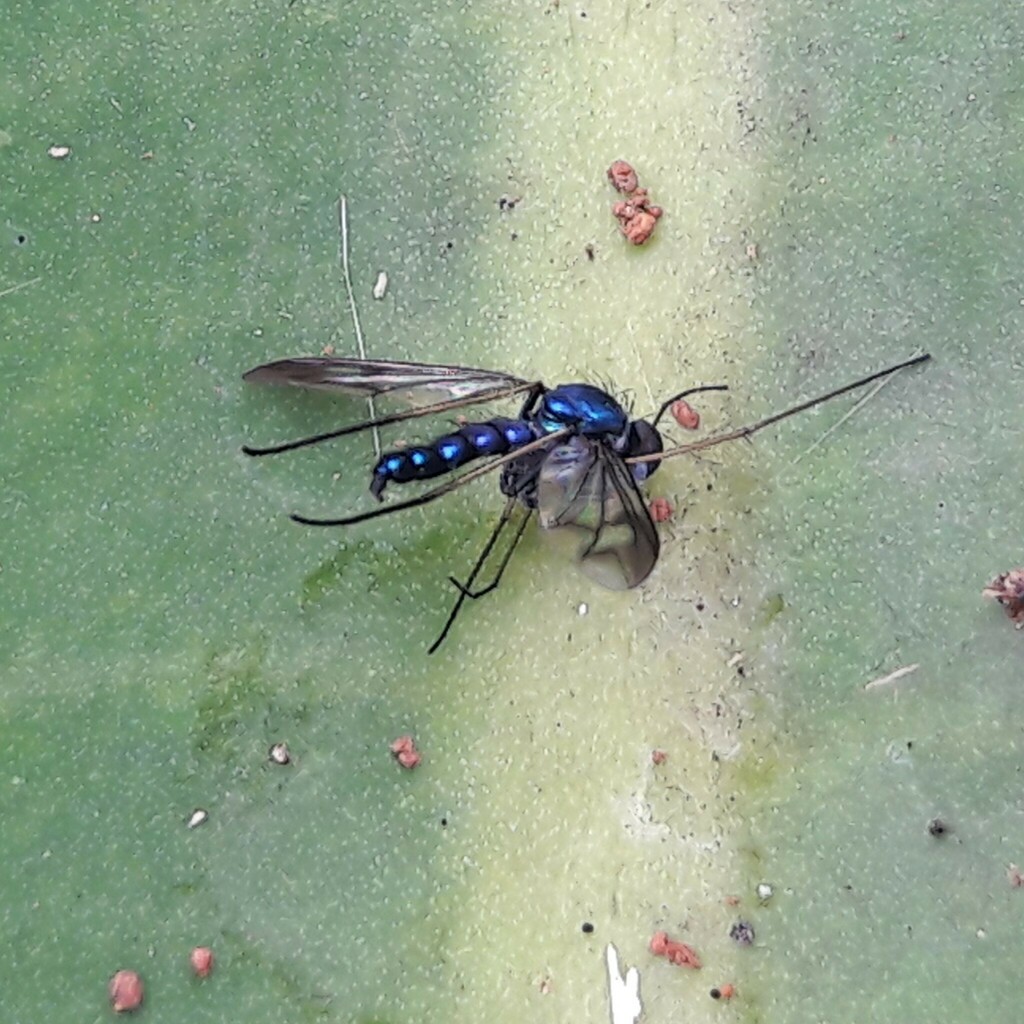 Condylostylus depressus