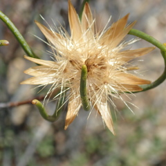 Pteronia flexicaulis