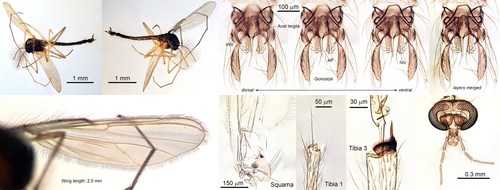 Polypedilum albicorne