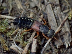 Staphylinus dimidiaticornis